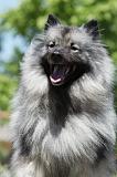 SPITZ LOUP 035
